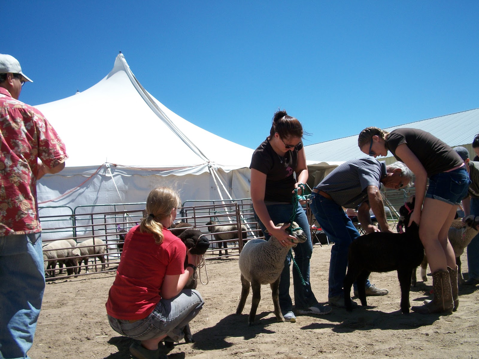 EWESPECIAL Estes Park Wool Market Adventures