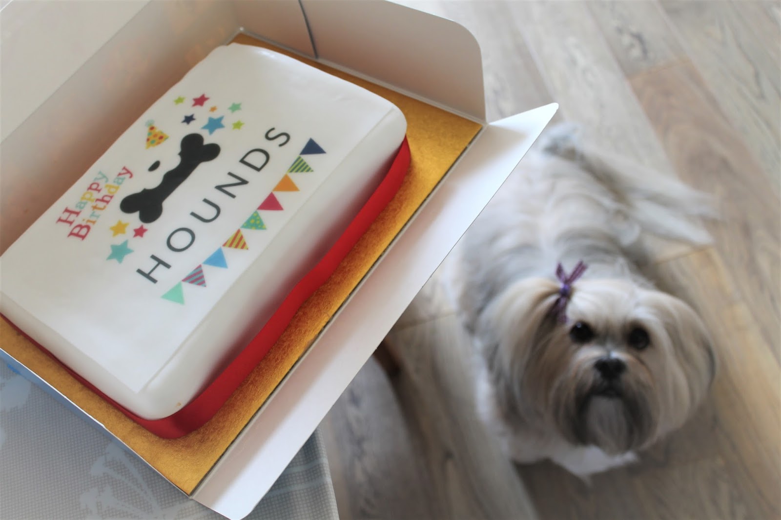 Hounds NewcastleUnderLyme Staffordshire Paws across Britain