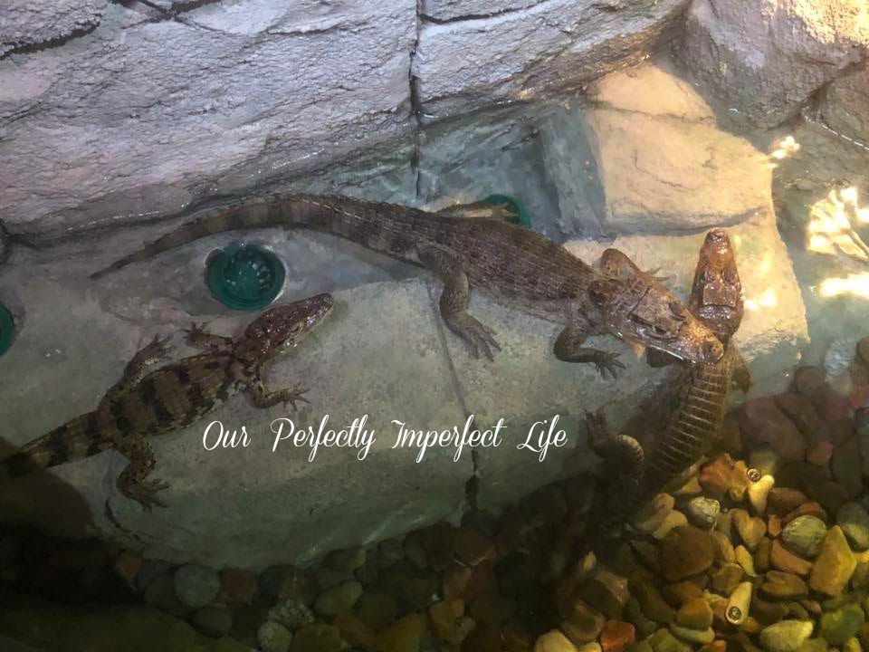 SeaQuest Interactive Aquarium Fort Worth Review by Crystal Carney