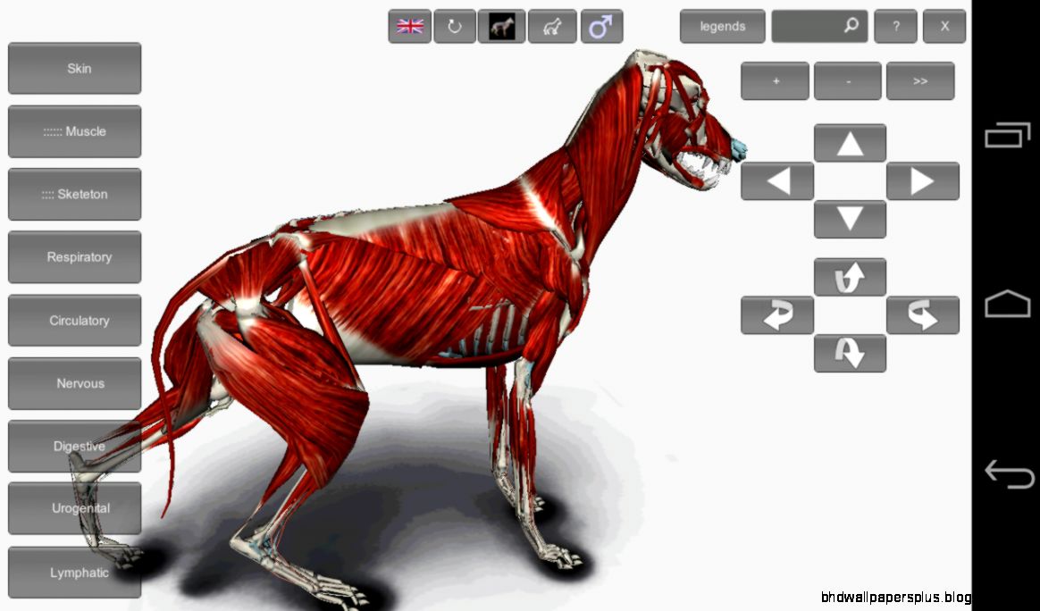 3D Dog Anatomy   Android Apps on Google Play