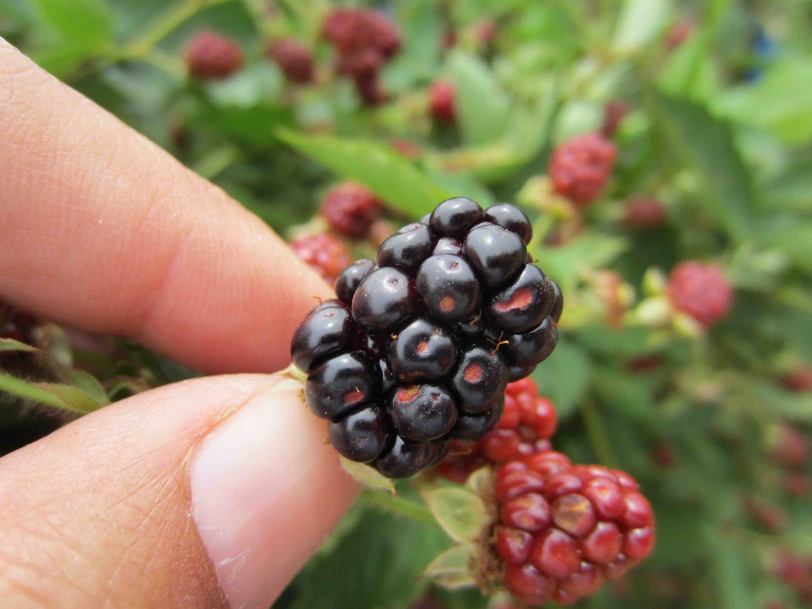 Team Rubus Blackberry harvest update...good news, bad news