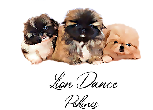 Lion Dance - Criadero de Pequines - Pekingese Kennel