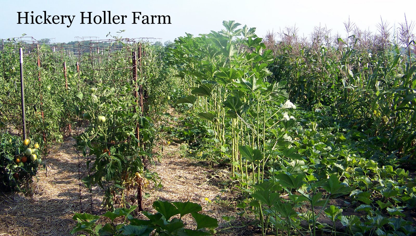Hickery Holler Farm The Okra Patch