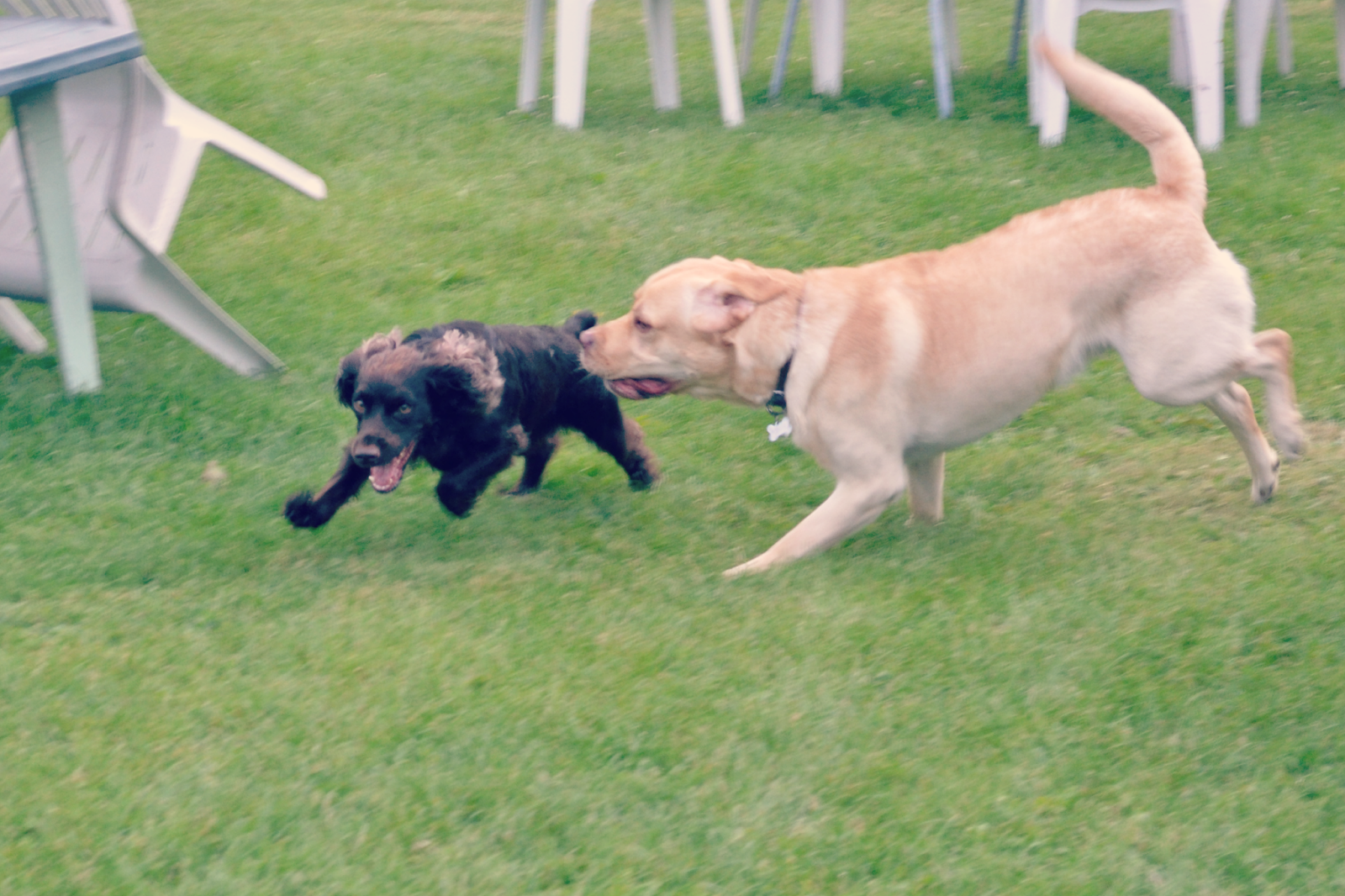 dogs-playing-action-shot