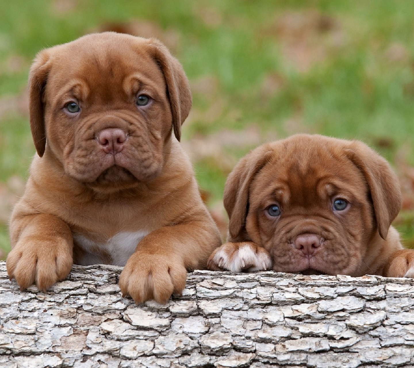 Free Cute Puppies Wallpaper Background for Mobiles ...
 Free Cute Wallpapers For Mobile