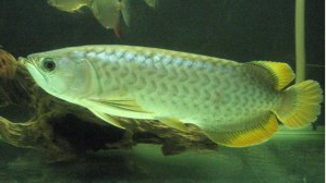 Jenis Ikan Ikan Arwana pino