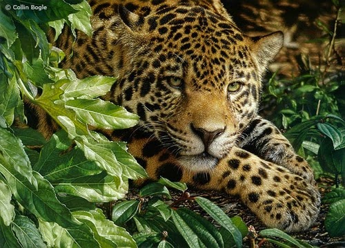 03-Jaguar-Collin-Bogle-Animal-Wildlife-in-Art-www-designstack-co