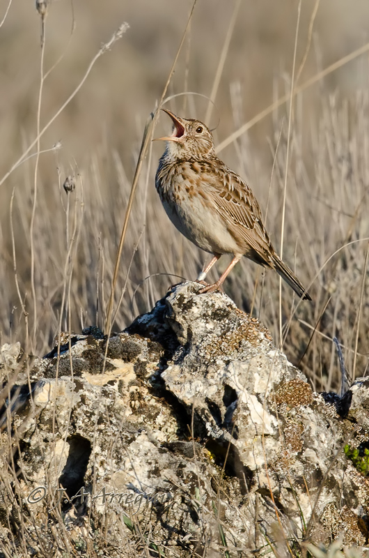 Alondra ricotí, alondra de dupont, Chersophilus duponti, Dupont´Lark Alondra ricotí, alondra de dupont, Chersophilus duponti, Dupont´Lark