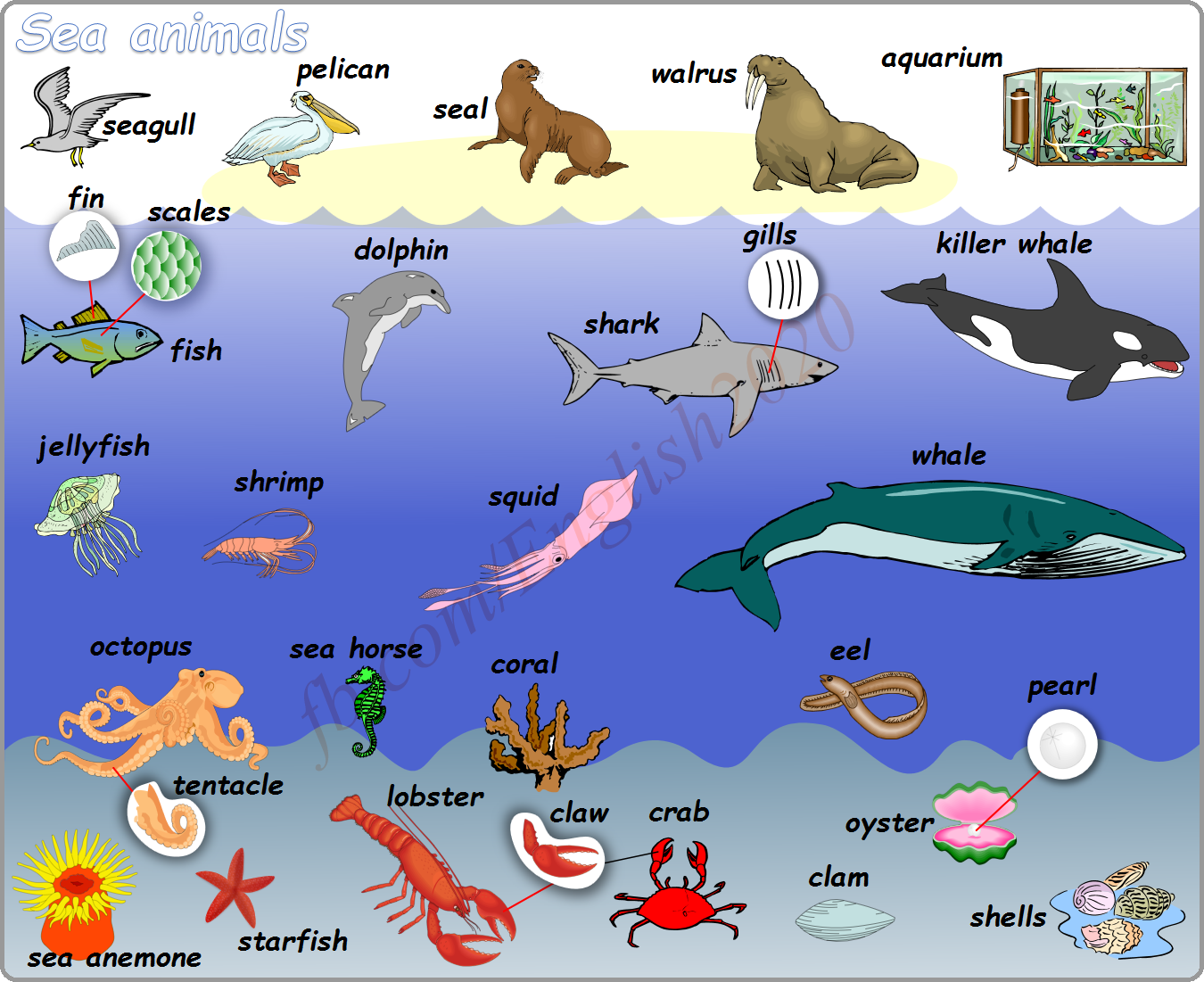 Моря английского океана. Морские обитатели на английском. Морские животные для детей. Морские животные на англ. Sea animals для детей.