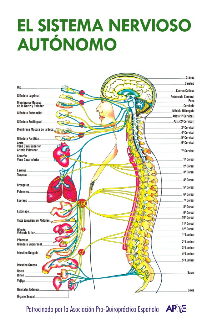 Sistema Nervioso ( Periférico, Somático, Autónomo) Neurociencia y su aprendizaje Sistema Nervioso ( Periférico, Somático, Autónomo) Neurociencia y su aprendizaje