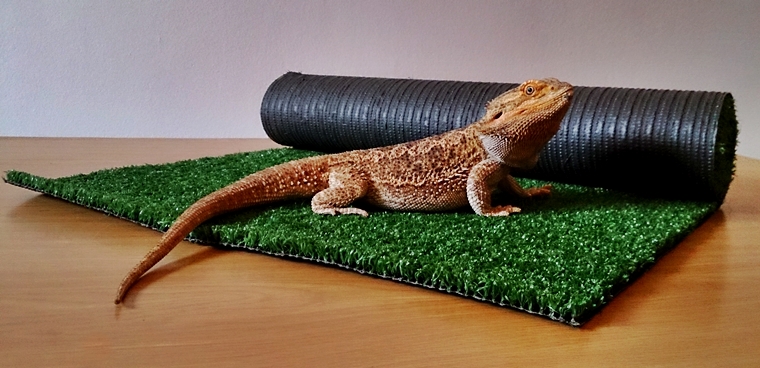 bearded-dragon-flooring-7.jpg