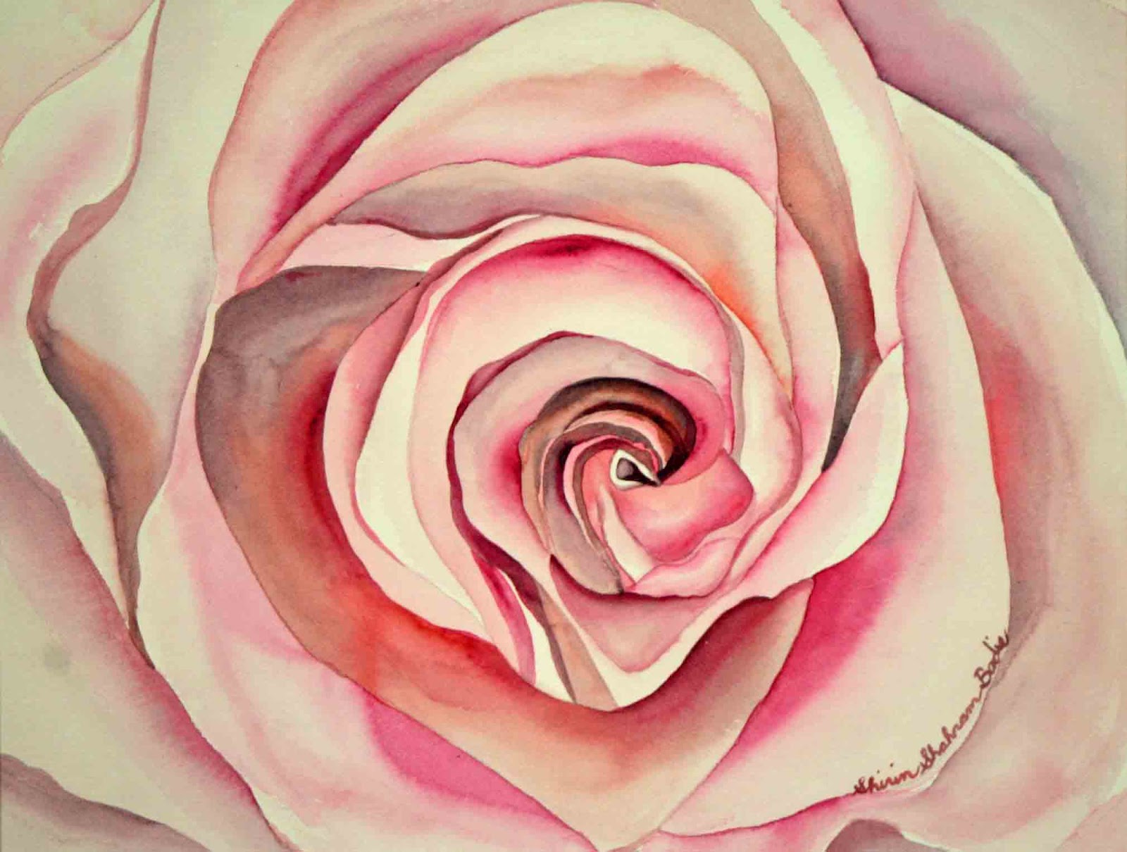 Shirin's Fine Art: Pink Rose.