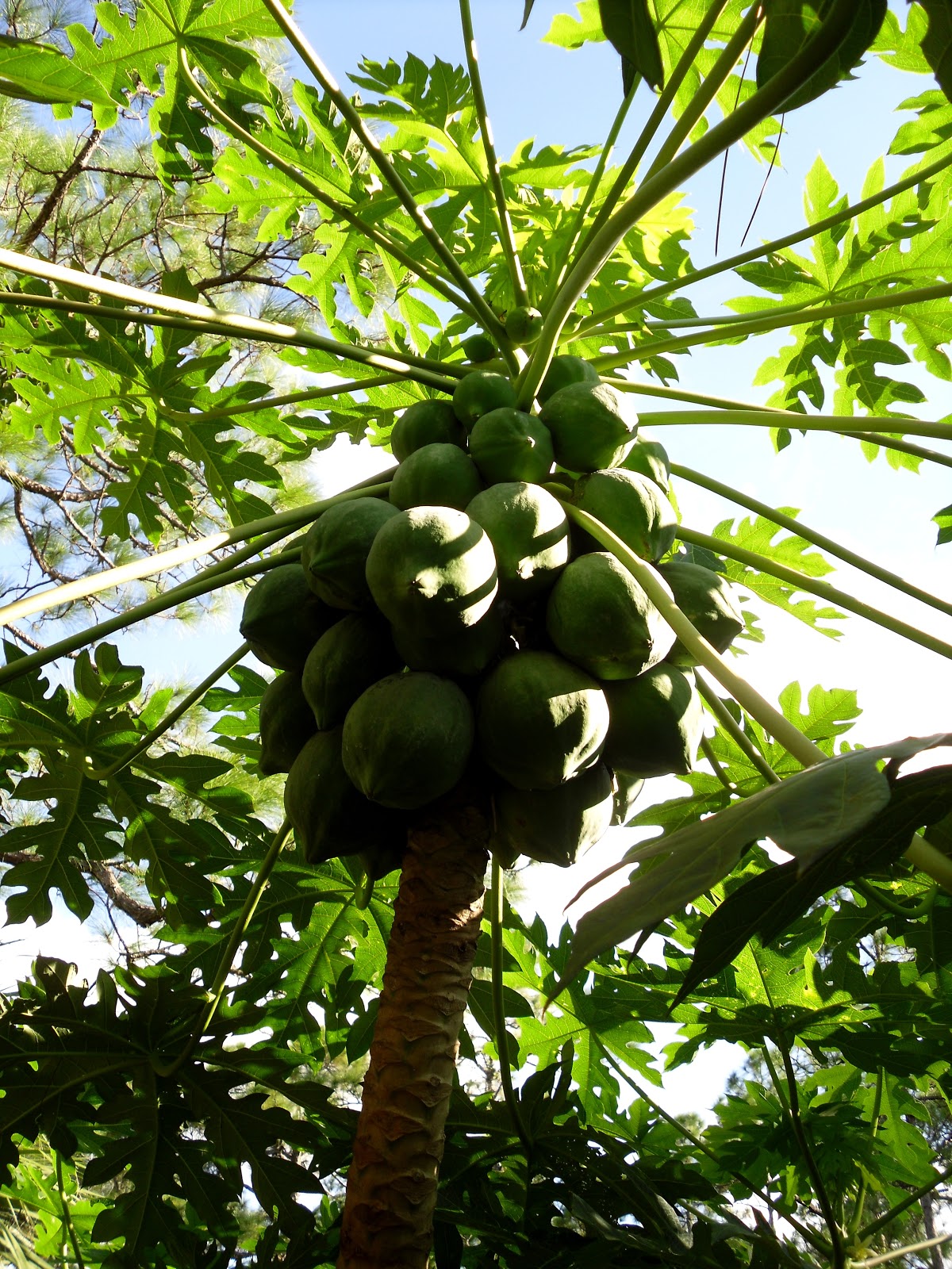 Jupiter Real Estate and Lifestyle Jupiter is a great place to grow