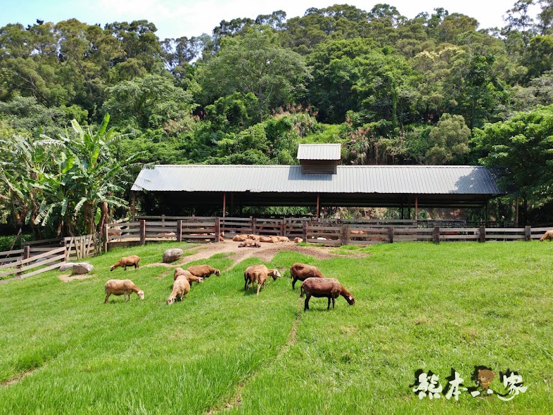 媲美清境青青草原|苗栗飛牛牧場|乳牛綿羊生態區~擠牛奶餵小羊小牛體驗