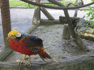 птицы в ровенском зоопарке 