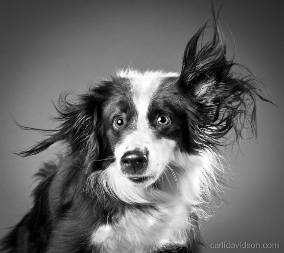 carli davidson fotografia cachorros cães se chacoalhando sacudindo alta velocidade shake