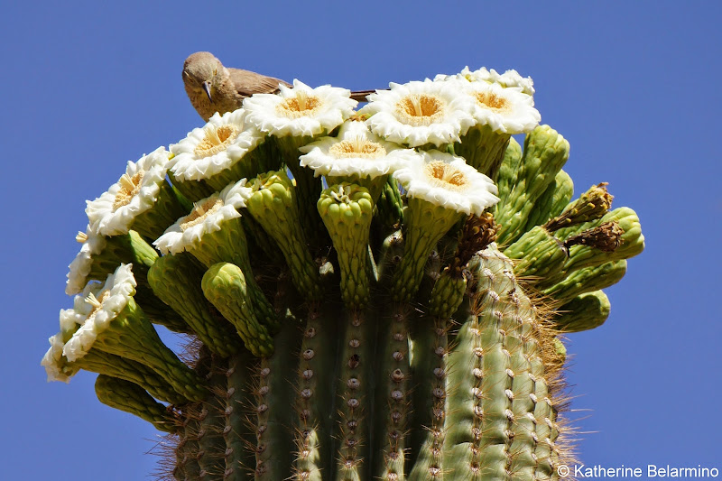 Saguaro Cactus Apache Trail Arizona