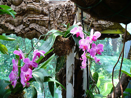 Orquídeas en el jardín La Mortella