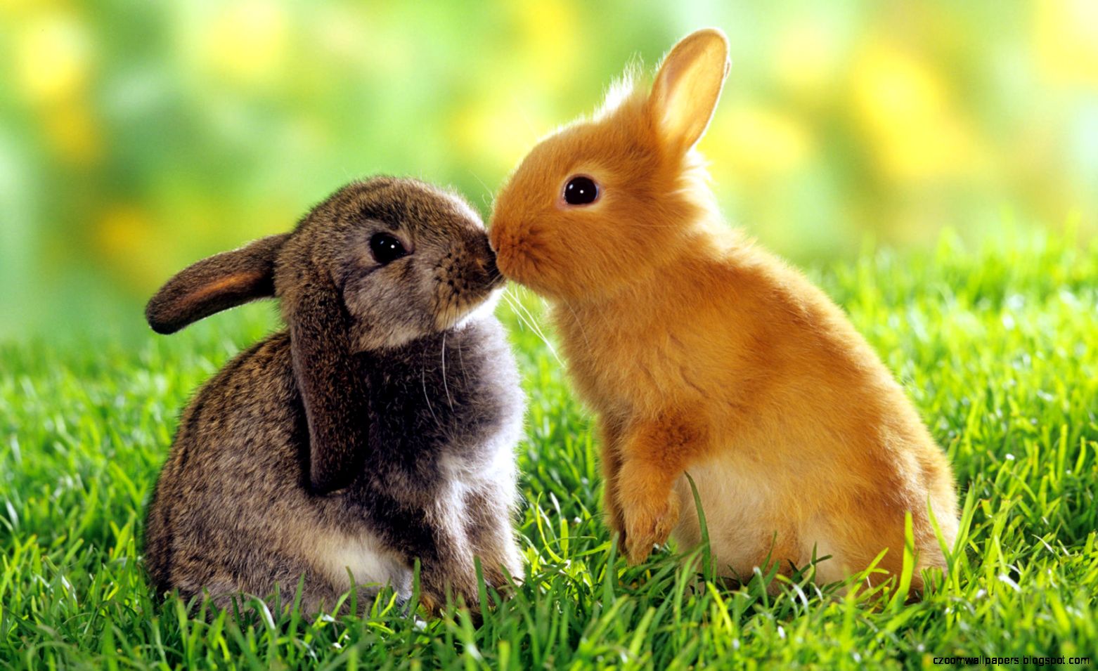 Awesome Animal Rabbit Best Hd Wallpapers For Background Full Free