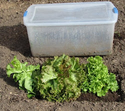 greenhouse mini frugal gardener closing lettuce crop last grow eat