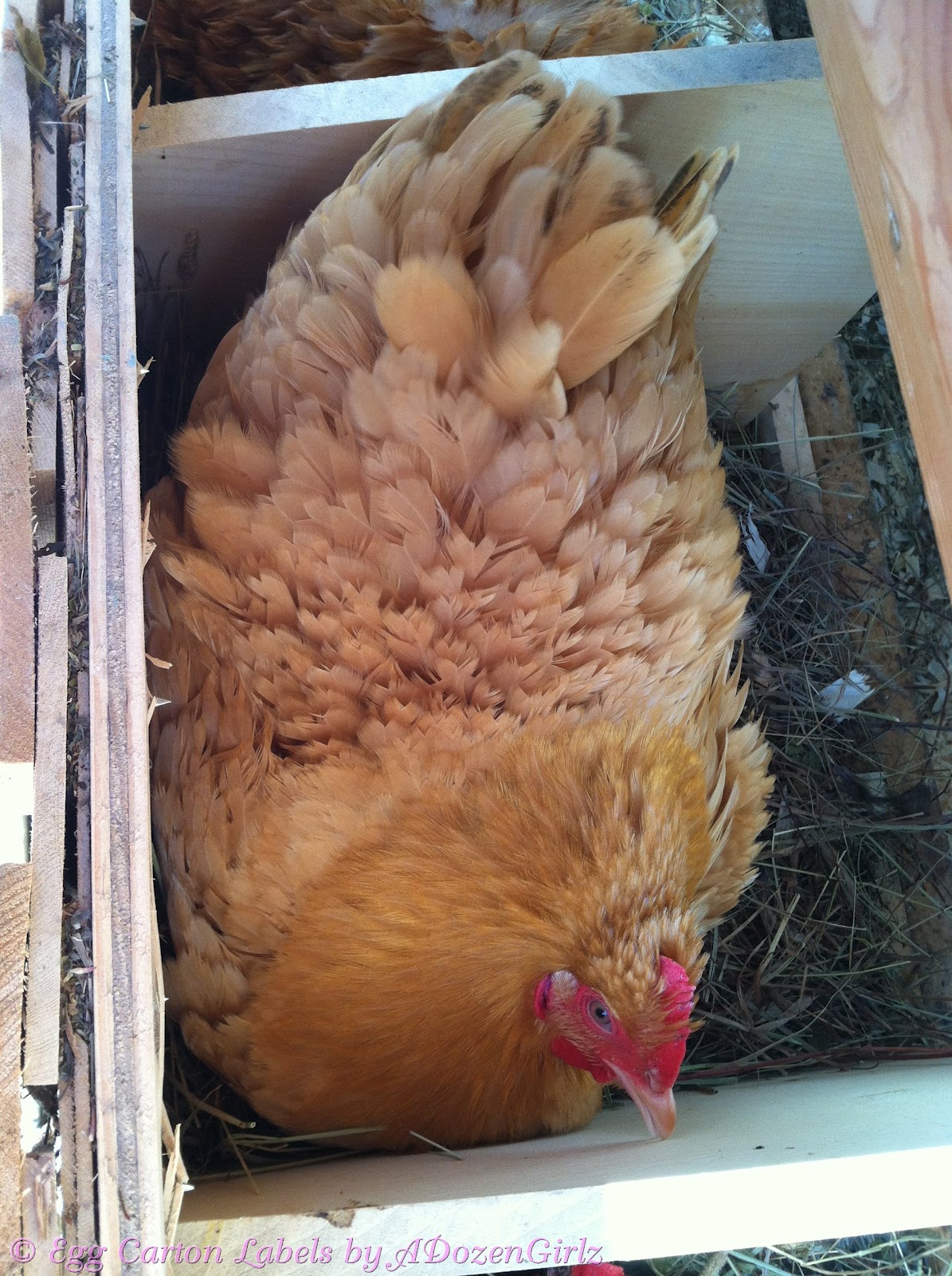 The Chicken Chick®: The Broody Breaker- When a Hen's Mood to Hatch 