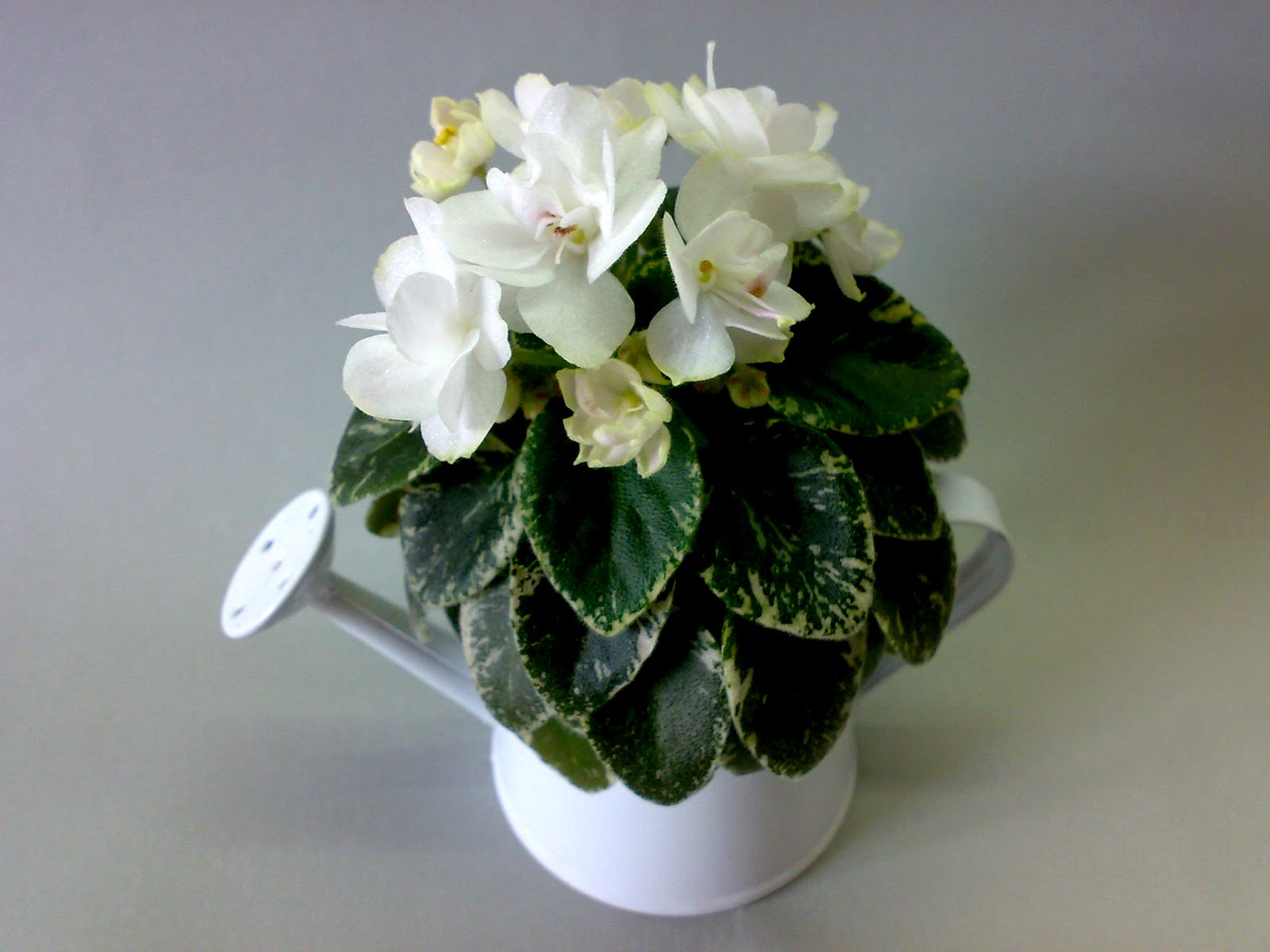 Нк хозяин морей фиалка