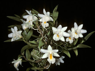 Dendrobium%2Bchristyanum%2BRchb.f.1