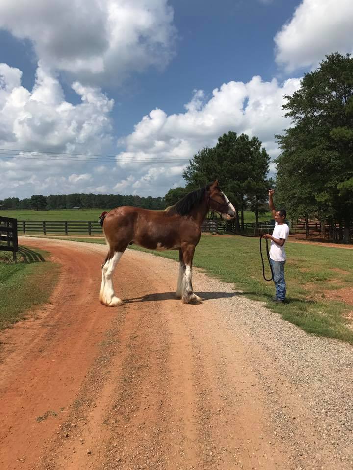 Classic City Clydesdales Clydesdales For Sale