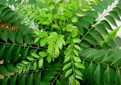 Curry Leaves or Kadi Patta Curry Leaves or Kadi Patta