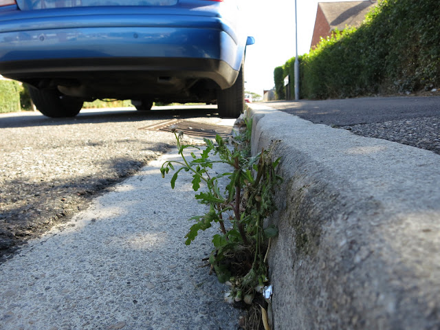 Groundsel in Kerb by Blue Car