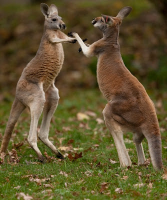 Kangaroos Facts And Pictures | All Wildlife Photographs