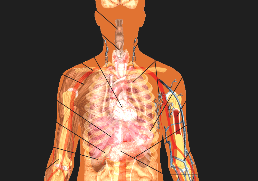 Organ (anatomy) - Human Organ Location