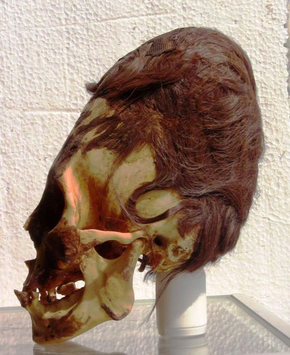 Cráneo alargado Paracas. Es impresionante la estructura del mismo, y además la presencia de cabello de color rojizo, no tan común en los pueblos antiguos sudamericanos.