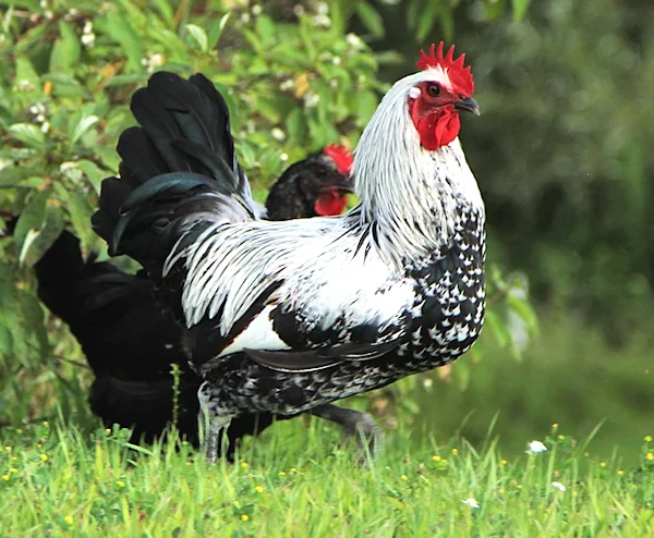 how to train chickens, how to train a chicken, training chickens, chicken training, how to train your chickens