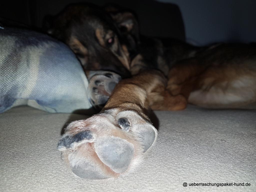 Überraschungspaket Hund ein Hundeblog der zeigt, wie unterschiedlich