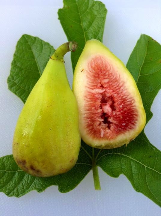 Figs Photo Collection Around the World Figs DE SON QUATERA( Balearic