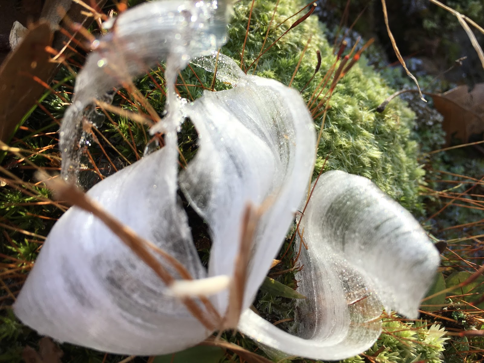 Bloomington Flying Fish Volkssport Association