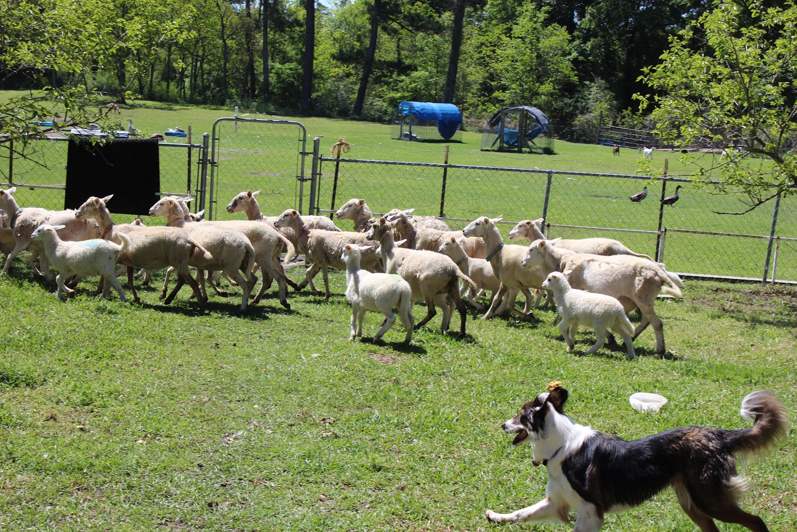 HighTail Farms Herding Training