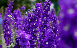 violet purple flowers wallpapers flower desktop mobile colors roses phone shades lovely wallpapersafari