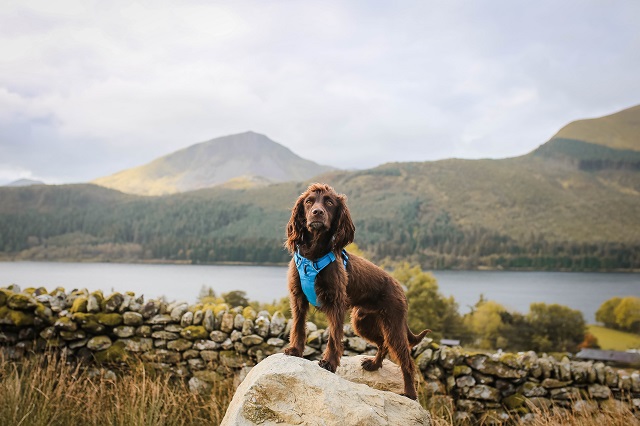 Dog Friendly Snowdonia 2025