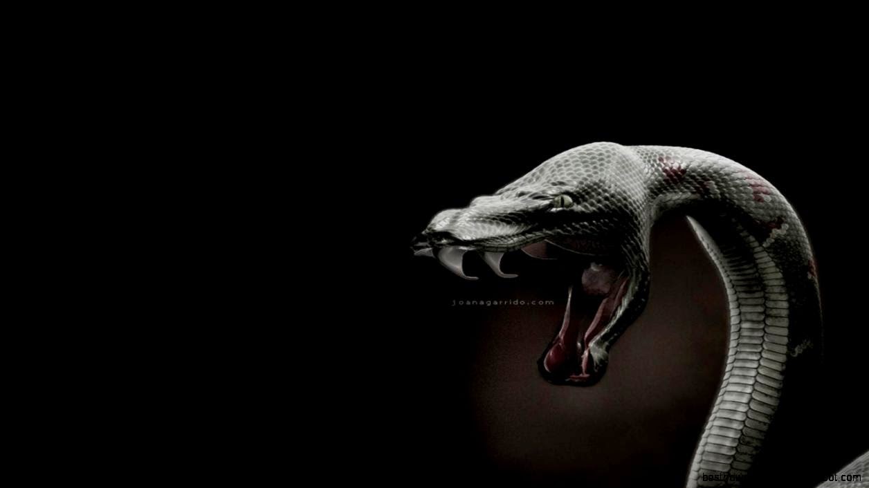 Snake Wallpaper   Download FREE Widescreen HD 2068   HD Desktop