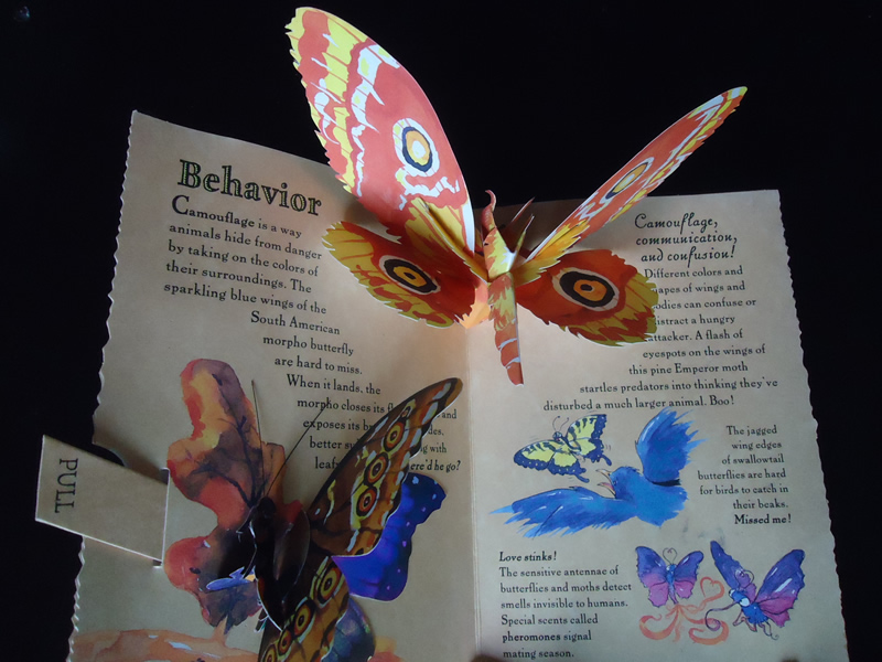 Pretty popup book Young Naturalist's PopUp Handbook Butterflies