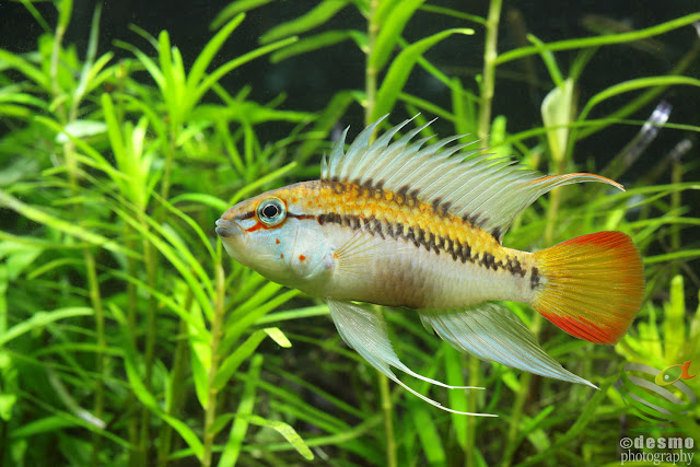 Apistogramma sp. D25