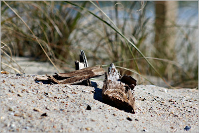 Wood on the beach