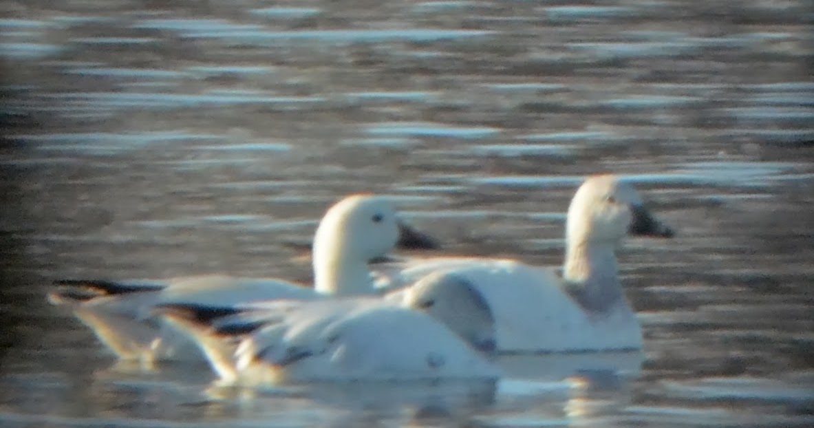 Bird Hybrids Snow Goose x Ross's Goose