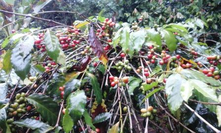 Kayuamba Exploring Coffee Plantations, Fruits and Spices