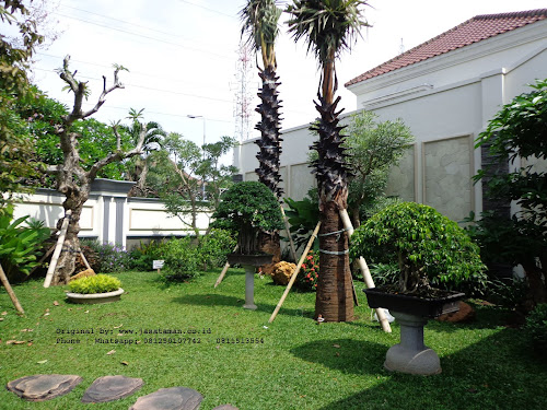 jasa tukang taman klasik tropis surabaya barat | www.jasataman.co.id