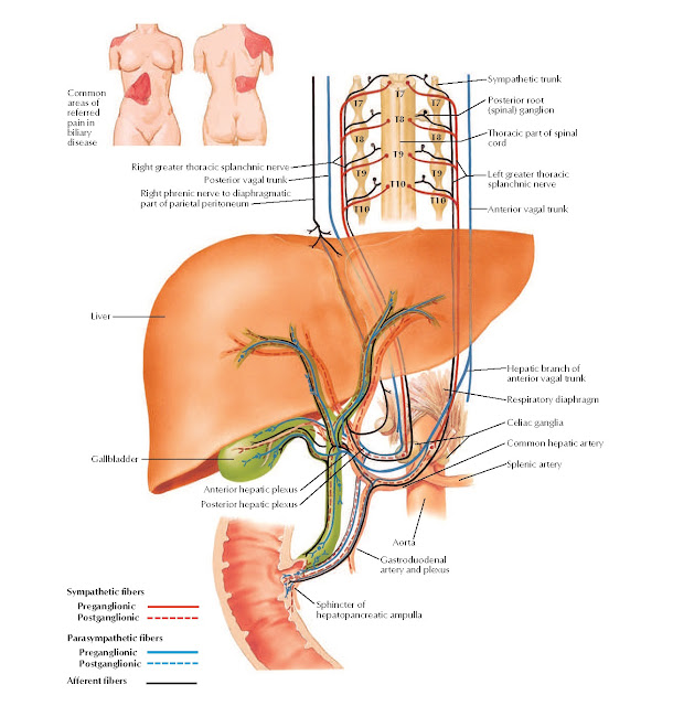Autonomic Innervation of Liver: Schema Anatomy