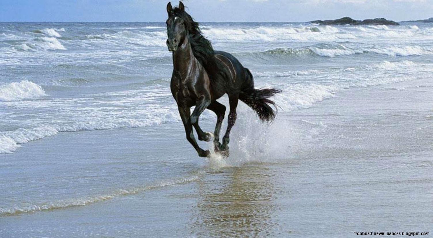 Black horse at sea wall mural