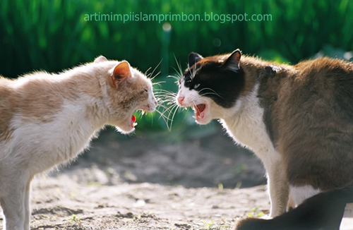 16 Arti Mimpi Dengar Bunyi Kucing Lagi Bertengkar Berdasarkan Islam Dan Primbon Jawa Mimpi Menurut Islam 16 Arti Mimpi Dengar Bunyi Kucing Lagi Bertengkar Berdasarkan Islam Dan Primbon Jawa Mimpi Menurut Islam